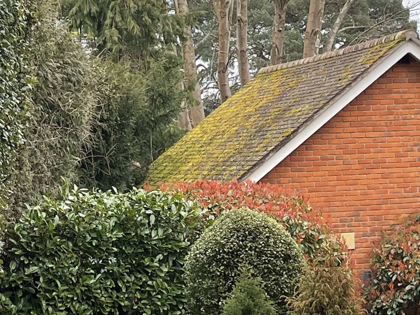 Tiled roof slope covered in green moss and algae before soft washing. A Star Decorators